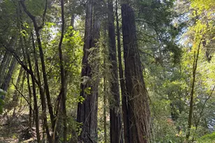 8781 Martinelli Rd, Forestville, CA 95436 - Photo 49