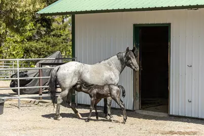35350 Hwy 36E, Paynes Creek, CA 96075 - Photo 23