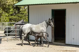 35350 Hwy 36 E, Paynes Creek, CA 96075 - Photo 23