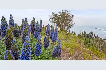 20 Oak Road, Bolinas, CA 94924 - Photo 7