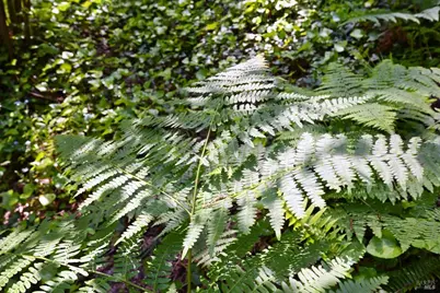 21713 Starrett Hill Drive, Monte Rio, CA 95462 - Photo 49