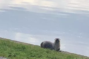 9211 Lakewood Dr, Windsor, CA 95492 - Photo 47