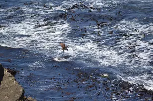 33500 S Hwy 1, Gualala, CA 95445 - Photo 41