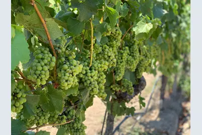 2590 Chileno Valley Road, Petaluma, CA 94952 - Photo 49