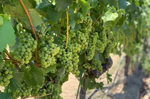 2590 Chileno Valley Rd, Petaluma, CA 94952 - Photo 49