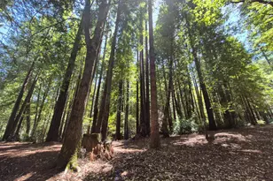 11903 Branscomb Rd, Branscomb, CA 95417 - Photo 69