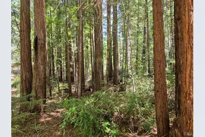 11903 Branscomb Road, Branscomb, CA 95417 - Photo 71