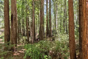 11903 Branscomb Rd, Branscomb, CA 95417 - Photo 71