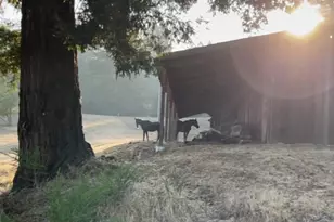 31010 Stewarts Point-Skaggs Springs Rd, Stewarts Point, CA 95497 - Photo 25