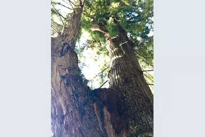 31010 Stewarts Point-Skaggs Springs Road, Stewarts Point, CA 95497 - Photo 49