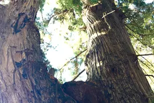 31010 Stewarts Point-Skaggs Springs Rd, Stewarts Point, CA 95497 - Photo 49