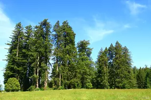 31010 Stewarts Point-Skaggs Springs Rd, Stewarts Point, CA 95497 - Photo 11