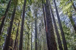 31010 Stewarts Point-Skaggs Springs Rd, Stewarts Point, CA 95497 - Photo 15