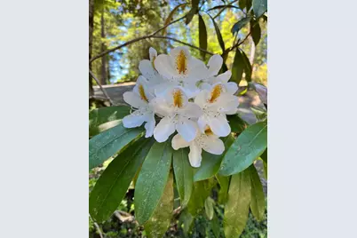 45270 Ocean View Lane, Gualala, CA 95445 - Photo 37