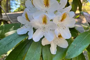 45270 Ocean View Ln, Gualala, CA 95445 - Photo 37