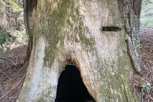 35905 Hauser Bridge Rd, Cazadero, CA 95421 - Photo 31