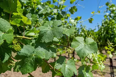 1580 Magnolia Drive, Healdsburg, CA 95448 - Photo 15