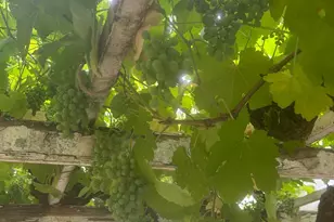 2400 Nelligan Rd, Glen Ellen, CA 95442 - Photo 49