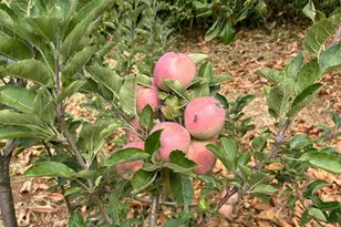 2400 Nelligan Rd, Glen Ellen, CA 95442 - Photo 59