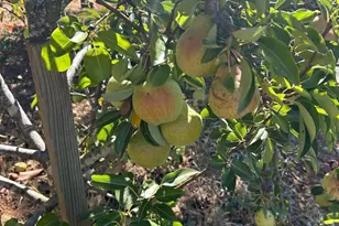 2400 Nelligan Rd, Glen Ellen, CA 95442 - Photo 65