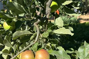 2400 Nelligan Rd, Glen Ellen, CA 95442 - Photo 67