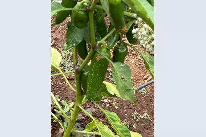 2400 Nelligan Road, Glen Ellen, CA 95442 - Photo 51