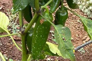 2400 Nelligan Rd, Glen Ellen, CA 95442 - Photo 51