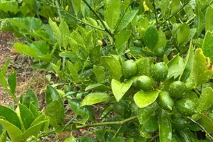 2400 Nelligan Rd, Glen Ellen, CA 95442 - Photo 55