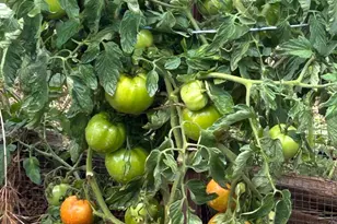 2400 Nelligan Rd, Glen Ellen, CA 95442 - Photo 53