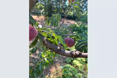 2400 Nelligan Road, Glen Ellen, CA 95442 - Photo 71