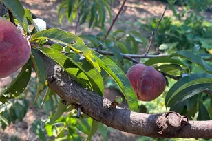 2400 Nelligan Rd, Glen Ellen, CA 95442 - Photo 71