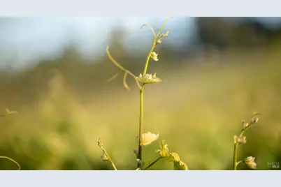 38555 Hauser Bridge Road, Cazadero, CA 95421 - Photo 81