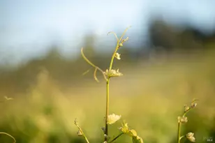 38555 Hauser Bridge Rd, Cazadero, CA 95421 - Photo 81