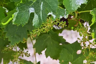 5301 Hwy 128, Geyserville, CA 95441 - Photo 61