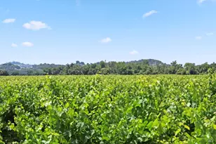 5301 Hwy 128, Geyserville, CA 95441 - Photo 59