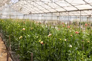 4288 Bodega Ave, Petaluma, CA 94952 - Photo 13