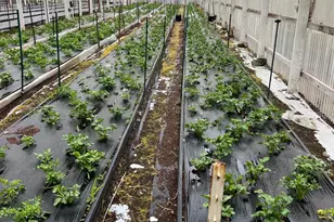 4288 Bodega Ave, Petaluma, CA 94952 - Photo 45