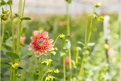 4288 Bodega Avenue, Petaluma, CA 94952 - Photo 11