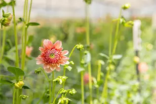 4288 Bodega Ave, Petaluma, CA 94952 - Photo 11