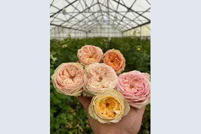 4288 Bodega Avenue, Petaluma, CA 94952 - Photo 47