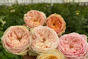 4288 Bodega Ave, Petaluma, CA 94952 - Photo 47