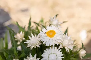 4288 Bodega Ave, Petaluma, CA 94952 - Photo 19