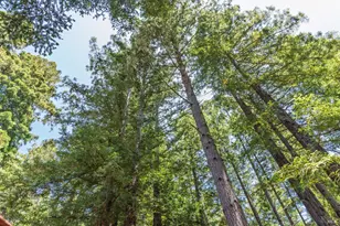 46321 Redwood Way, Gualala, CA 95445 - Photo 21