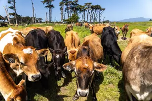 21601 S Hwy 1 Hwy, Point Arena, CA 95468 - Photo 33