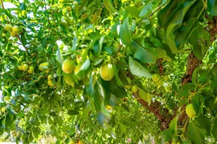 1705 Adele St, Calistoga, CA 94515 - Photo 43