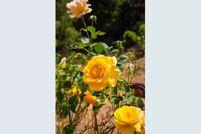 44150 Nash Mill Road, Philo, CA 95466 - Photo 21