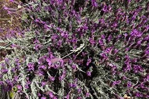 3556 Wood Valley Rd, Sonoma, CA 95476 - Photo 31