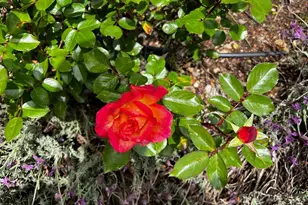 3556 Wood Valley Rd, Sonoma, CA 95476 - Photo 49