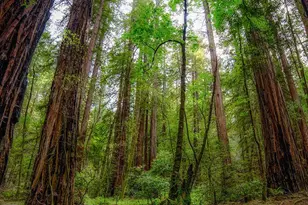 15990 Drake Rd, Guerneville, CA 95446 - Photo 75