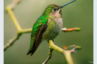 15990 Drake Road, Guerneville, CA 95446 - Photo 79